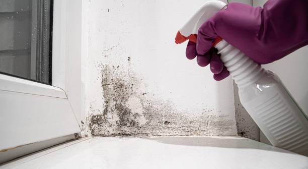 Best Water damage restoration process  in USA